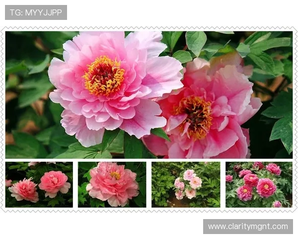 牡丹国际娱乐平台用户评价与反馈，真实体验助你选择最值得信赖的平台